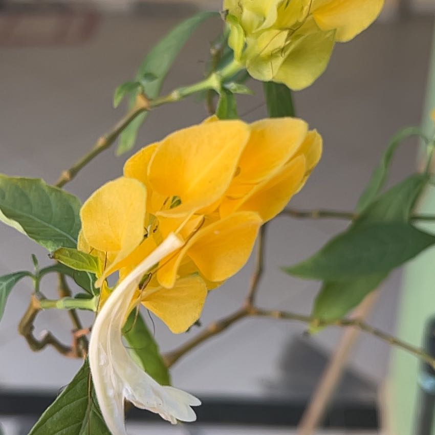 Photo of the plant species Sicklepod by @JazzyIcarus43 named Camarão Amarelo on Greg, the plant care app