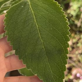 Photo of the plant species Blue Spur Or Toilet Paper Plant by @JazzyIcarus43 named Tapete de Oxalá on Greg, the plant care app