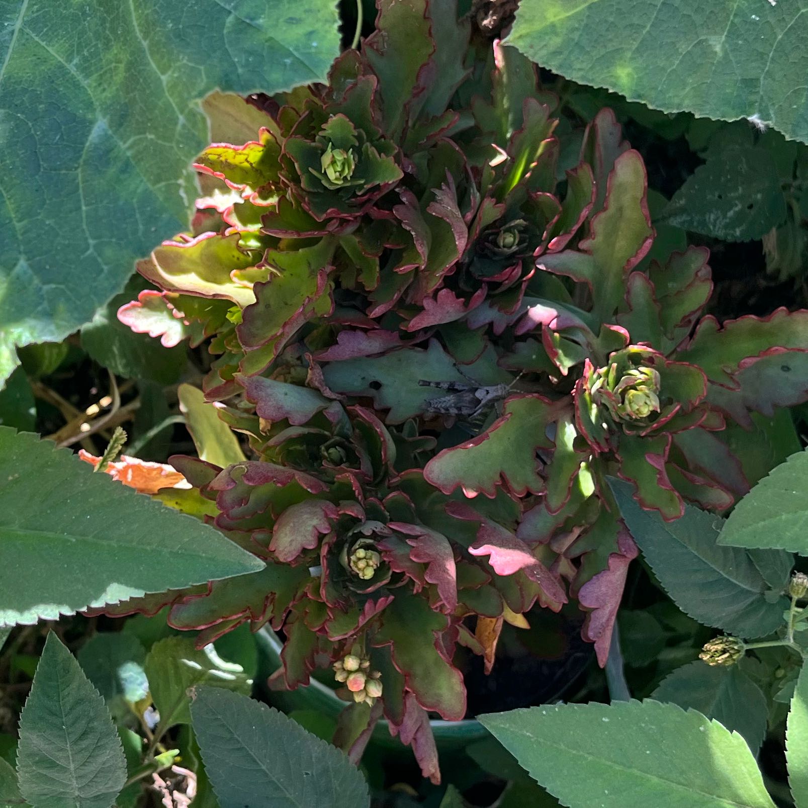 Photo of the plant species Monadenium Stapelioides variegated by @JazzyIcarus43 named Monadenium on Greg, the plant care app