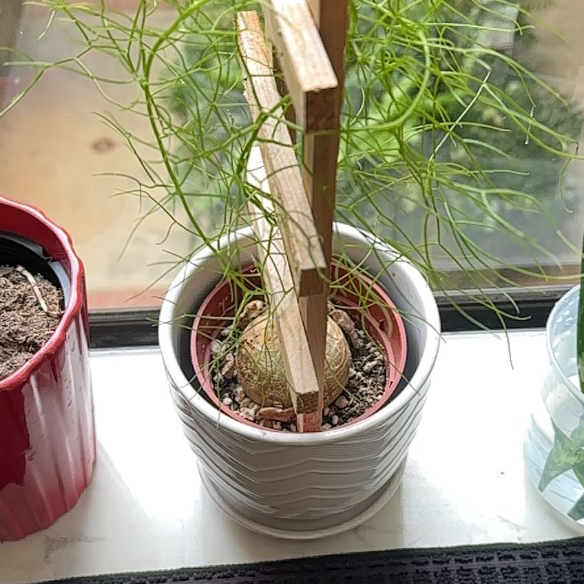 Photo of the plant species Climbing Onion by @FabGrapeivy67 named Maya on Greg, the plant care app