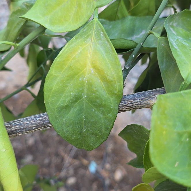 Photo of the plant species Hardy Orange by @ClubbyPlain70 named Kylie on Greg, the plant care app