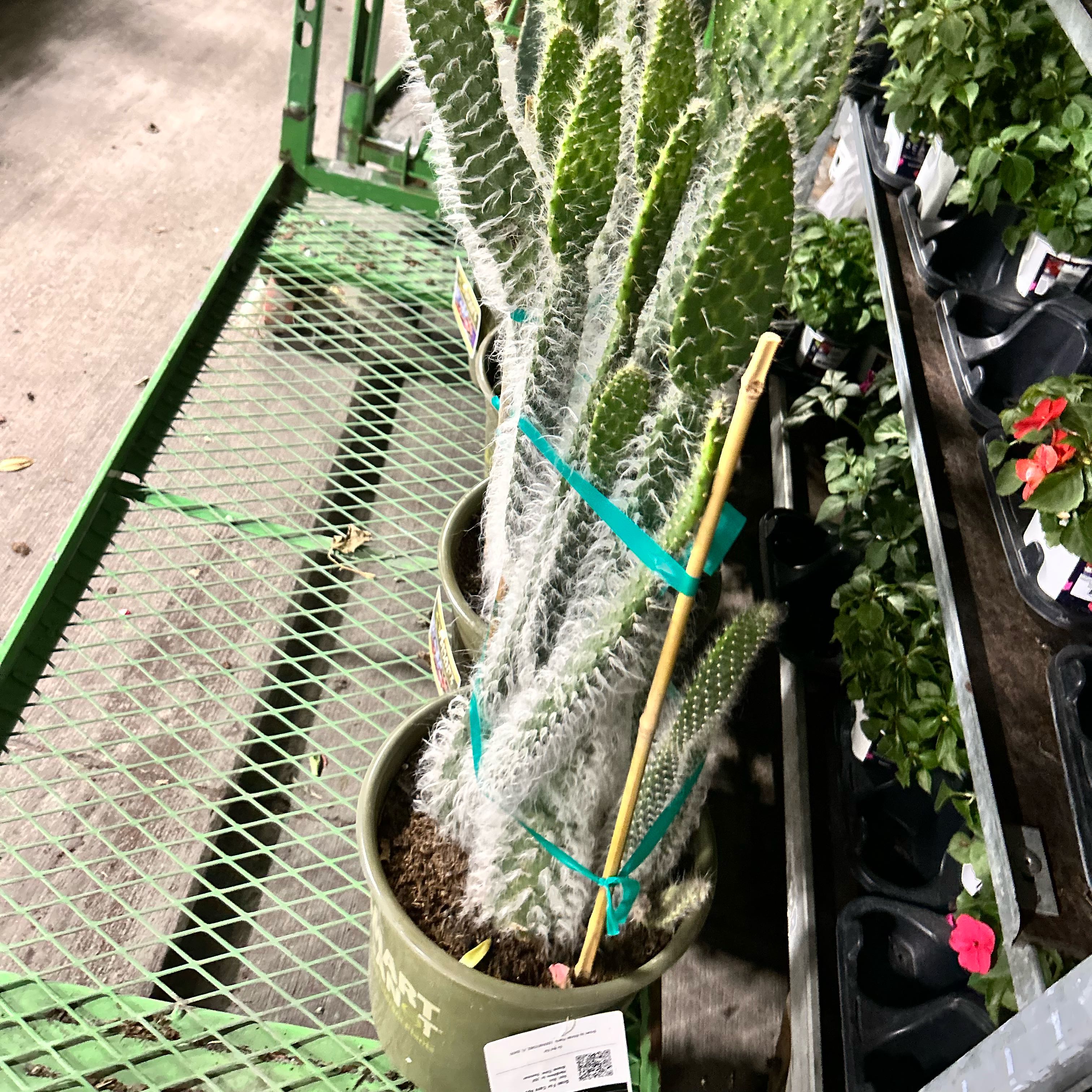 Photo of the plant species Snow Prickly Pear by @NewTarbush36 named Hemingway on Greg, the plant care app