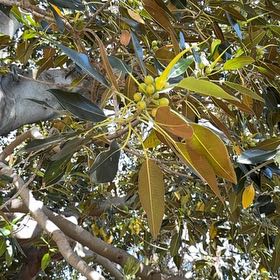 Photo of the plant species Ficus Macrophylla by @WeightyKingfern named Osmo on Greg, the plant care app