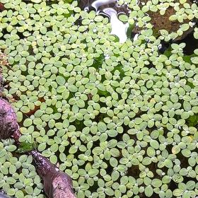 Photo of the plant species Water Spangles by @brizzy named Sproutacus on Greg, the plant care app