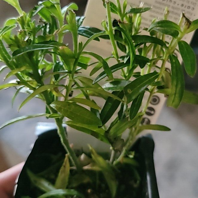 Photo of the plant species Asclepias 'Hello Yellow' by @FairSoftbrome99 named da Vinci on Greg, the plant care app