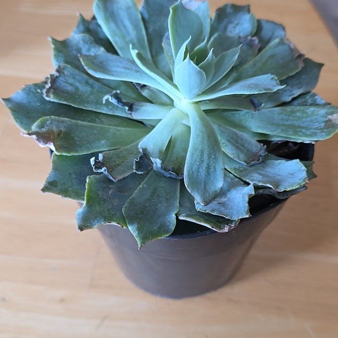 Photo of the plant species Echeveria 'Blue Heron' by @WingedSunstar44 named Delilah on Greg, the plant care app