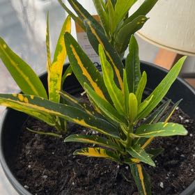 Photo of the plant species Sunny Star Croton by @FabPeyote89 named Marley on Greg, the plant care app