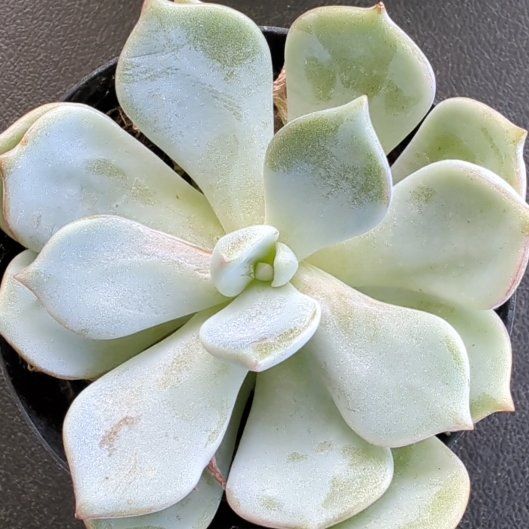 Photo of the plant species Graptoveria Moonglow by @ProFrithia42 named Harmony on Greg, the plant care app