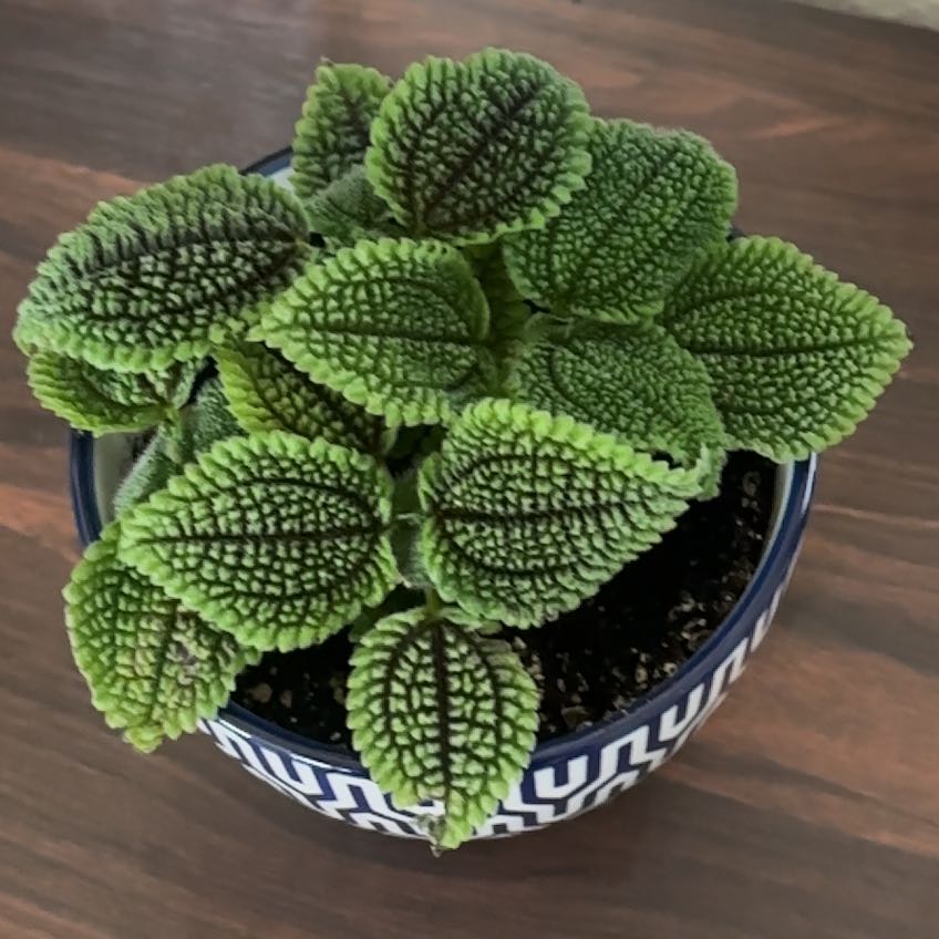 Photo of the plant species Pilea 'Moon Valley' by @WinPlanty95 named Khaleesi on Greg, the plant care app