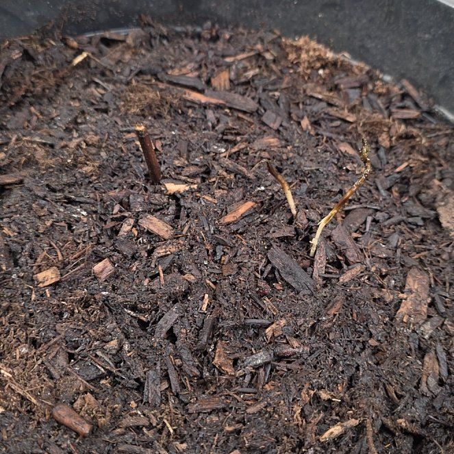 Photo of the plant species Ebony King Blackberry by @OpenlyPurei named Spike on Greg, the plant care app