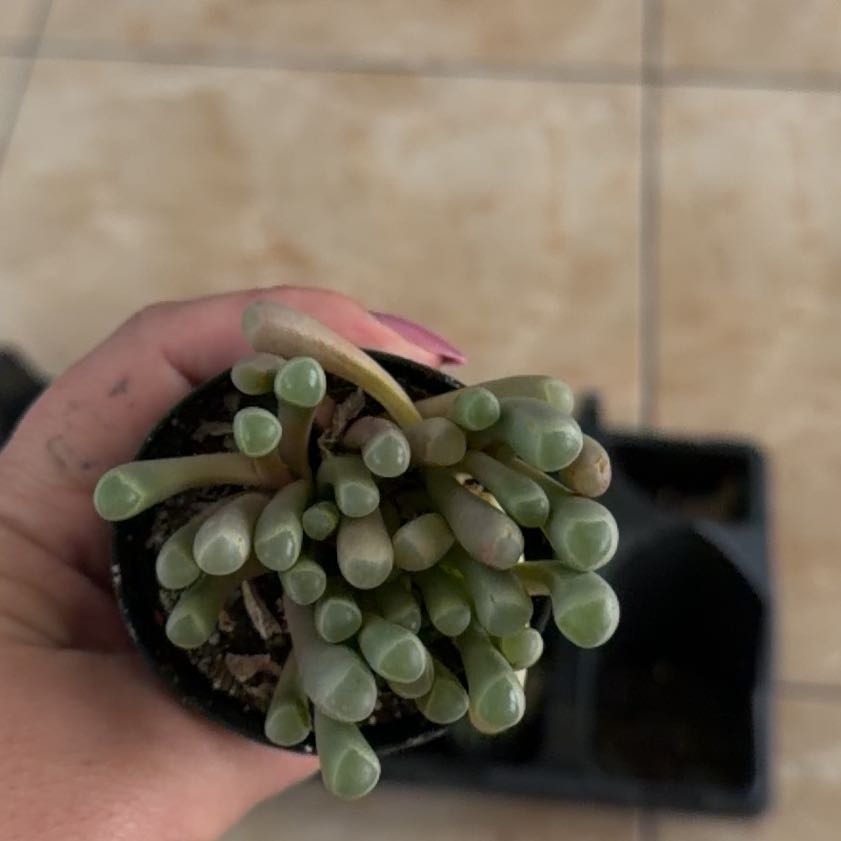 Photo of the plant species Baby Toes by @BreezyKaraka97 named Marley on Greg, the plant care app