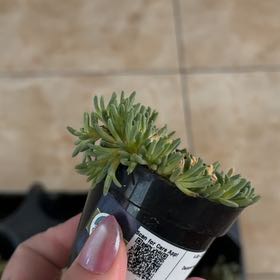 Photo of the plant species Tufted Ice Plant by @BreezyKaraka97 named Tolkien on Greg, the plant care app