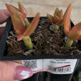 Photo of the plant species Sedum Adolphi Sunset by @BreezyKaraka97 named Harper on Greg, the plant care app