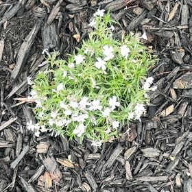 Photo of the plant species Spreading Phlox by @MajorBogarum59 named ChloroPhil on Greg, the plant care app
