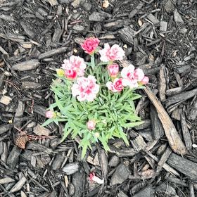 Photo of the plant species Armeria Maritima by @MajorBogarum59 named Michelle Branch on Greg, the plant care app