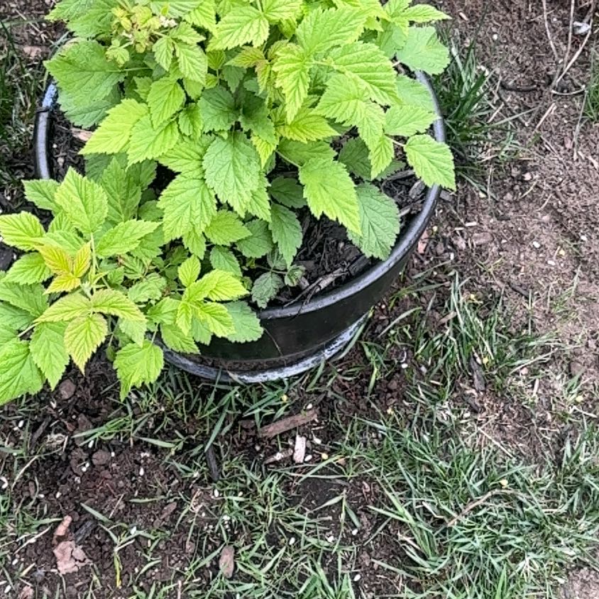 Photo of the plant species European Red Raspberry by @MajorBogarum59 named Drake on Greg, the plant care app