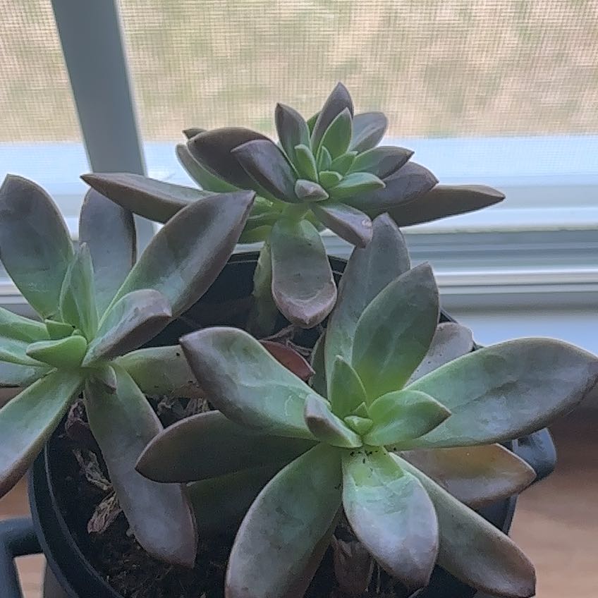 Photo of the plant species Echeveria 'Red Licorice' by @ProFilbert87 named Minerva on Greg, the plant care app