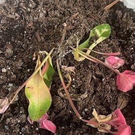 Photo of the plant species Fremont's Evening Primrose by @SpeedyOakmoss37 named Marley on Greg, the plant care app