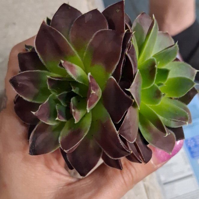 Photo of the plant species Jovibarba by @TutorLlavea9 named Bruce banner on Greg, the plant care app