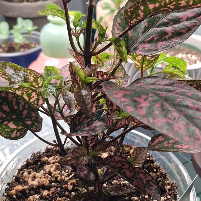 Photo of the plant species Hypoestes 'Lotty Dotty Pink' by @TutorLlavea9 named Lotty on Greg, the plant care app