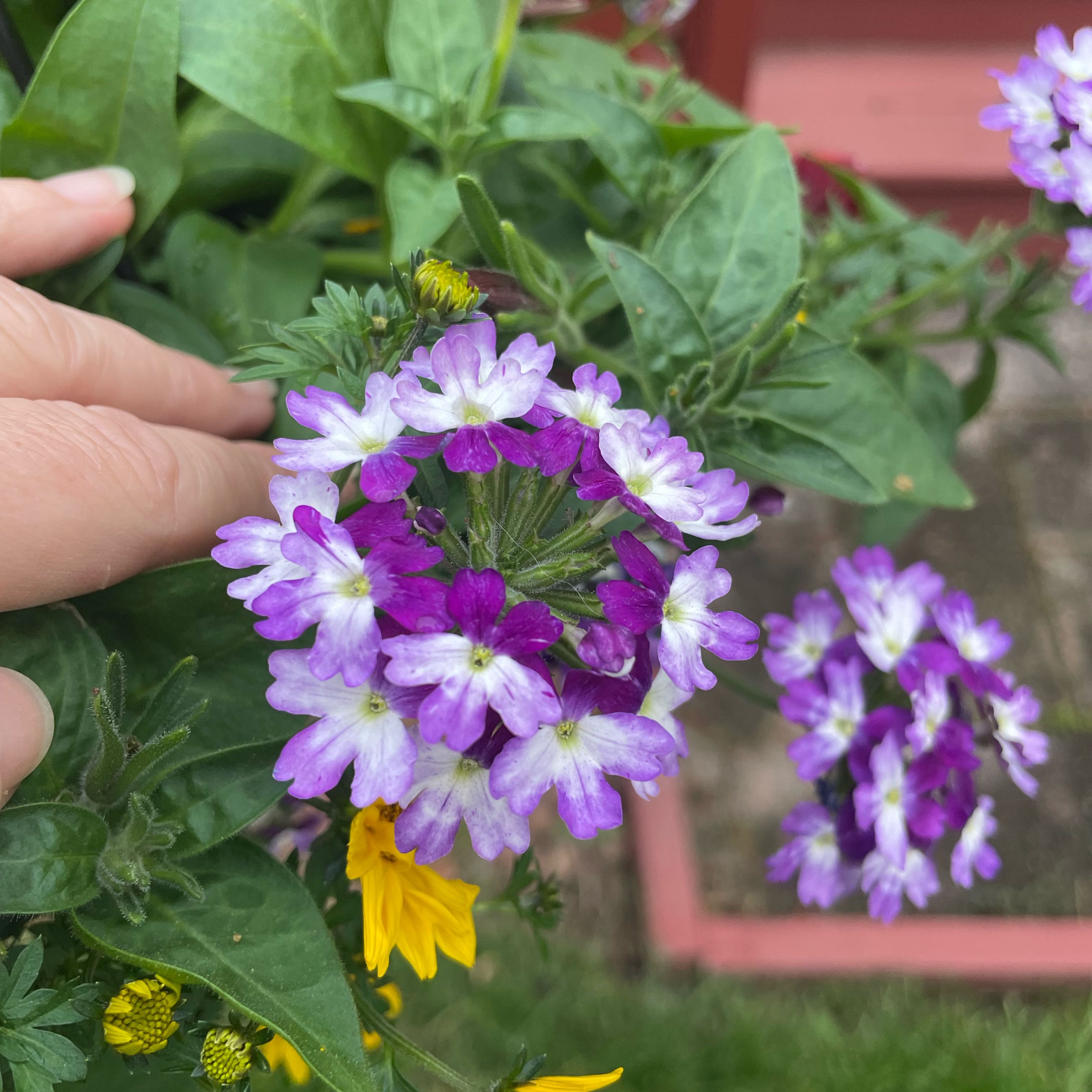 Photo of the plant species Dakota Mock Vervain by @FunKippernut29 named Bigleef Smalls on Greg, the plant care app