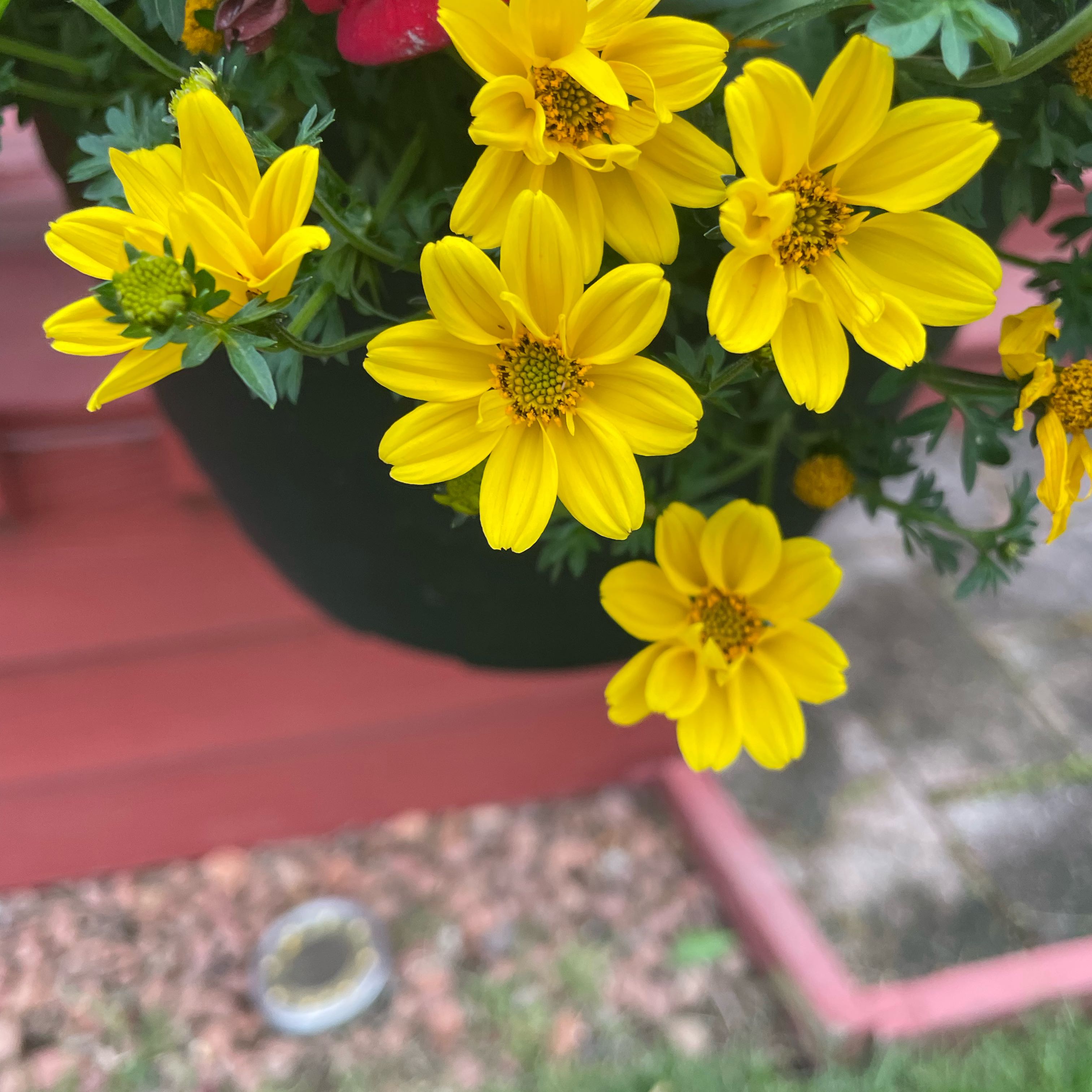 Photo of the plant species Sulphur Cosmos by @FunKippernut29 named Spike Leaves on Greg, the plant care app