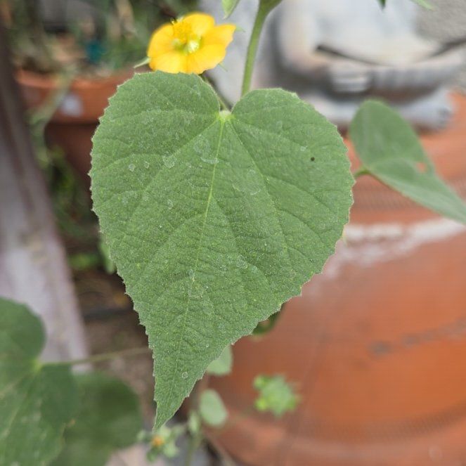Photo of the plant species Buttonweed by @CapableSucc42 named Anne on Greg, the plant care app