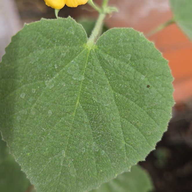 Photo of the plant species Buttonweed by @CapableSucc42 named Mando on Greg, the plant care app