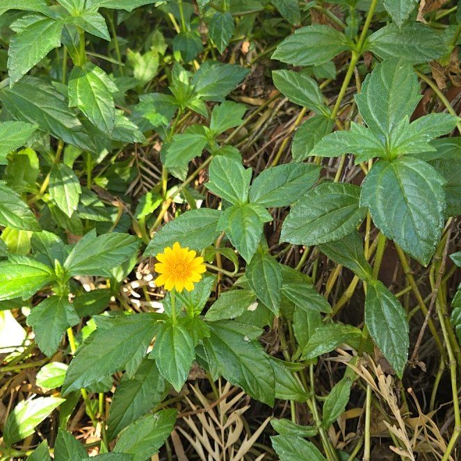 Photo of the plant species Indian Daisy by @CapableSucc42 named Navajo on Greg, the plant care app