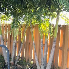 Photo of the plant species Christmas Palm by @FourstarSquash named Elle on Greg, the plant care app