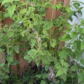 Photo of the plant species Cape Gooseberry by @FourstarSquash named Hamilton on Greg, the plant care app