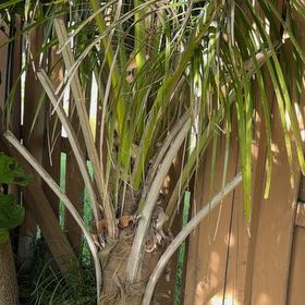 Photo of the plant species Cabbage Palm by @FourstarSquash named Remington on Greg, the plant care app