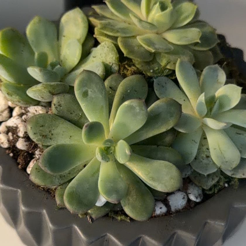 Photo of the plant species Succlent by @HeroHope13 named Planty on Greg, the plant care app