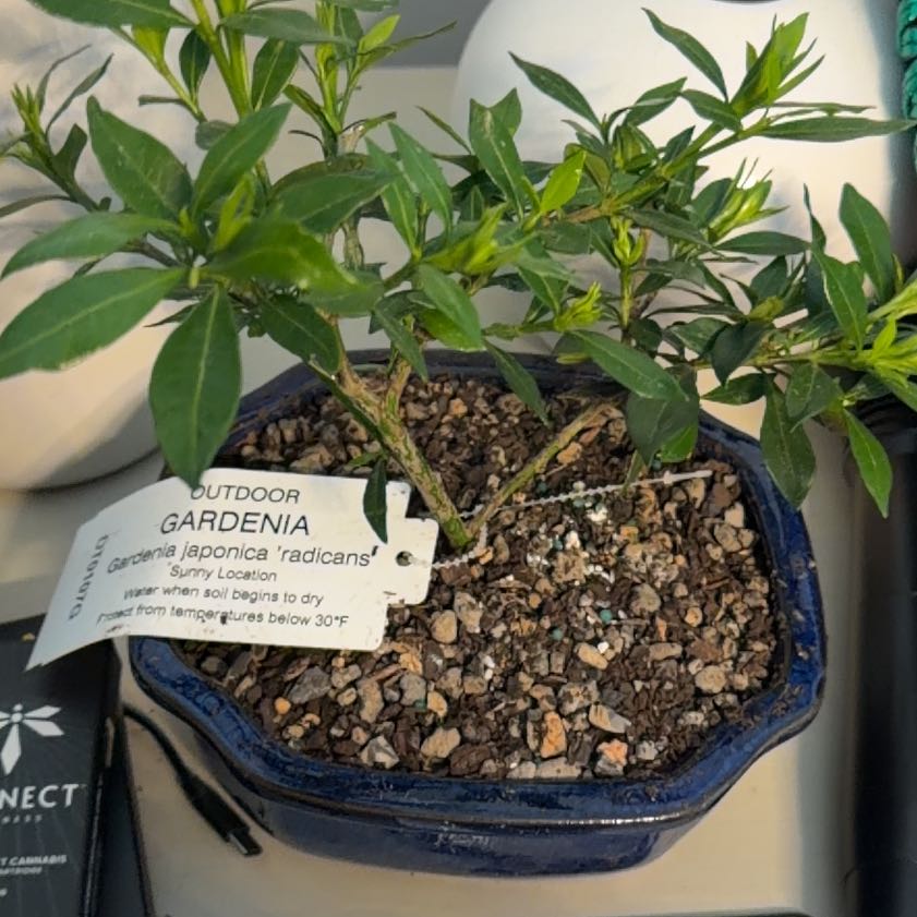 Photo of the plant species Bonsai by @HeroHope13 named Plato on Greg, the plant care app