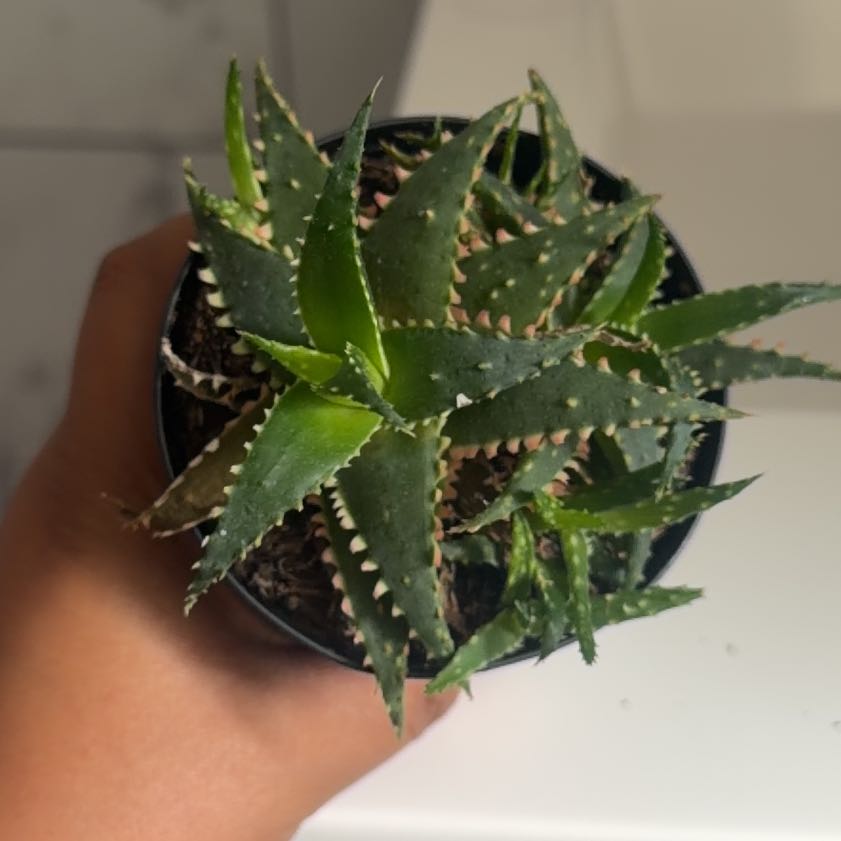 Photo of the plant species Aloe 'Christmas Sleigh' by @FinestCassava18 named Scarlett on Greg, the plant care app