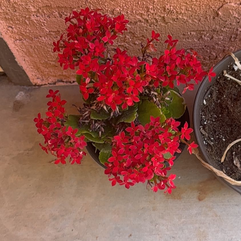 Photo of the plant species Chinese Ixora by @PositiveGreen41 named Elle on Greg, the plant care app