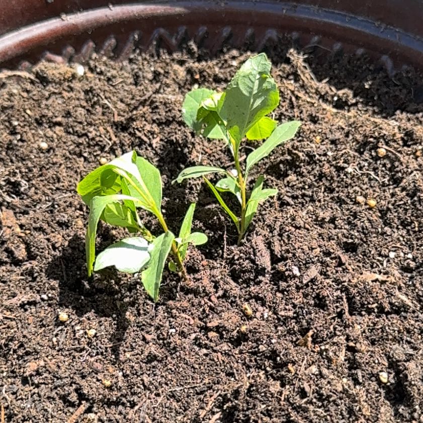 Photo of the plant species Eastern Baccharis by @AwakeIcecaps53 named DaVinci on Greg, the plant care app