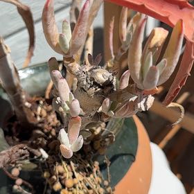 Photo of the plant species Coppery Mesemb by @AwakeIcecaps53 named Treeyoncé on Greg, the plant care app
