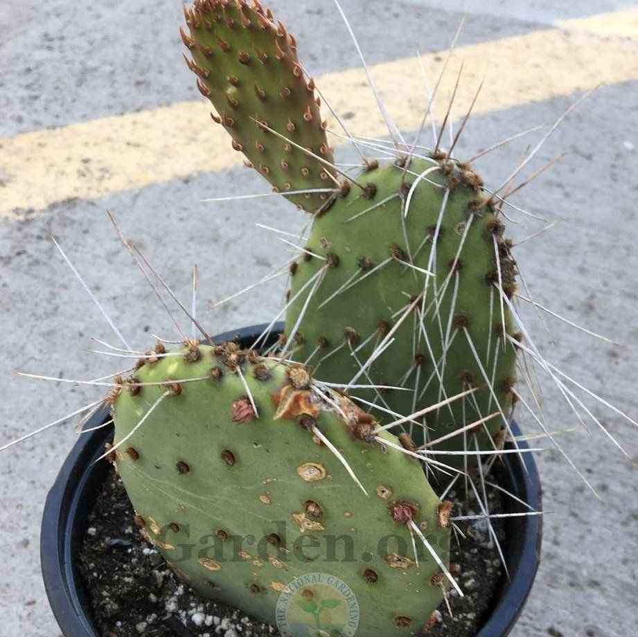 Photo of the plant species Opuntia 'Opopeo' by @DivineLukiwan71 named Fernie Mercury on Greg, the plant care app