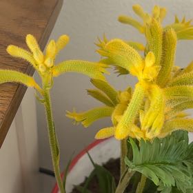 Photo of the plant species Kangaroo Paw by @ZanyPersia91 named Lala on Greg, the plant care app