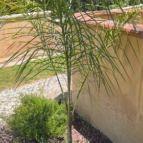 Photo of the plant species Queen Palm by @ShapelyCorrea13 named Sigmund on Greg, the plant care app