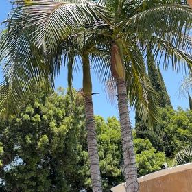 Photo of the plant species Coconut by @ShapelyCorrea13 named Eva on Greg, the plant care app