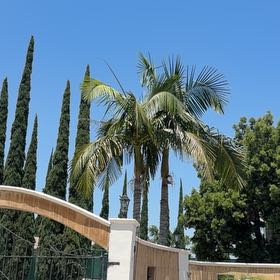 Photo of the plant species Coconut by @ShapelyCorrea13 named Winston on Greg, the plant care app