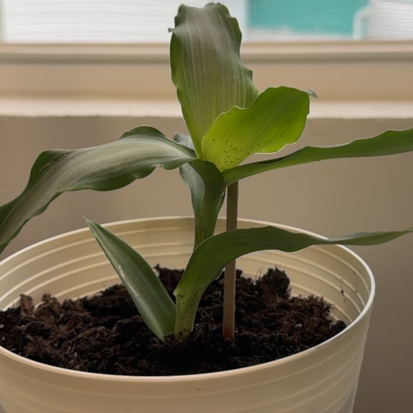 Photo of the plant species Murdannia by @PrizedNeslia36 named Mando on Greg, the plant care app