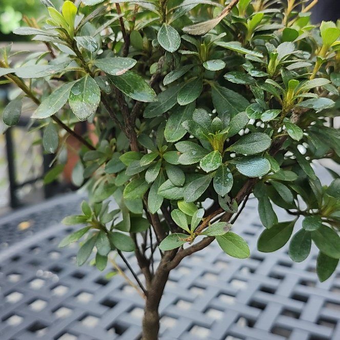Photo of the plant species Satsuki by @AngelicWoreya named Zion on Greg, the plant care app