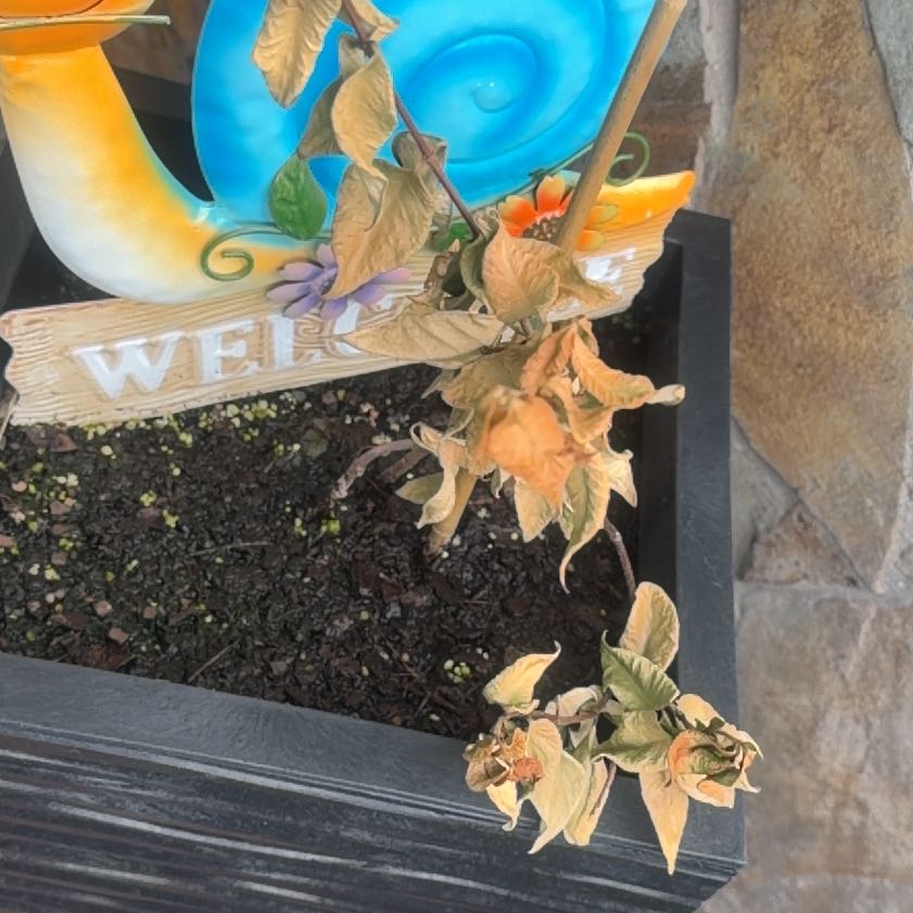 Photo of the plant species jasmine by @StockyFlax95 named Confederate on Greg, the plant care app