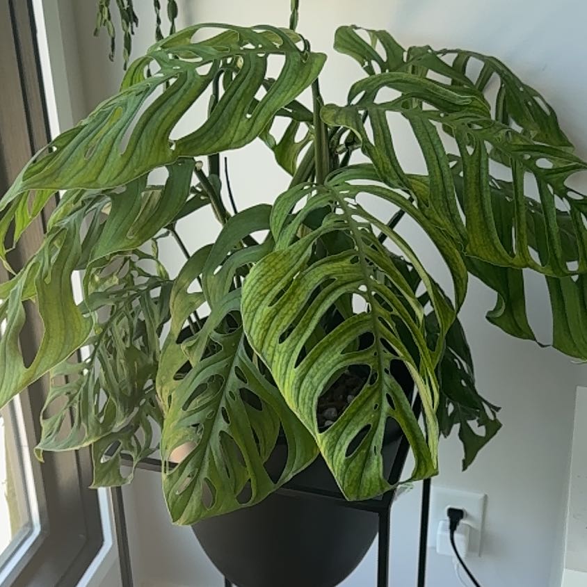 Photo of the plant species Monstera esqueleto by @SavvyRainbow30 named Robert Plant on Greg, the plant care app