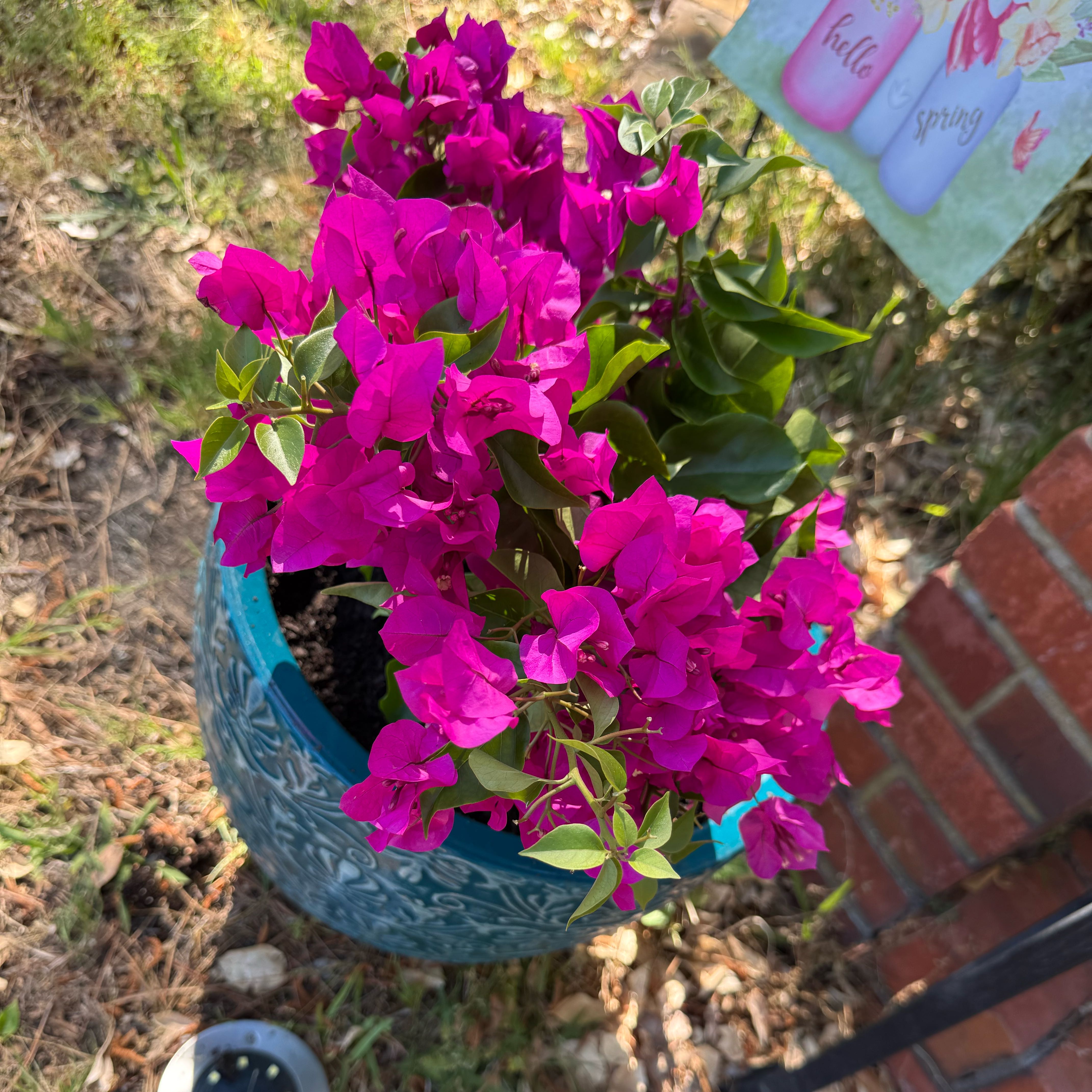 Photo of the plant species Bougainvillea 'Purple Princess' by @PoshGabisan16 named Pretty Princess on Greg, the plant care app