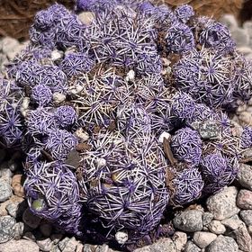 Photo of the plant species Kosmik Kaktus-a Special Cactus A by @AlertKoa43 named Aria on Greg, the plant care app