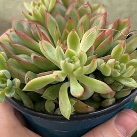 Photo of the plant species Echeveria 'Starlite' by @AlertKoa43 named Figyonce on Greg, the plant care app